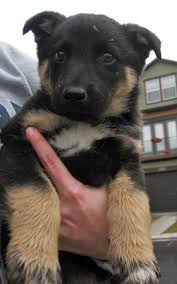 Border collie and german shepherd mix puppy. 15 Collie Shepherd Ideas Collie Shepherd Dogs