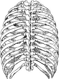 20 Free Ribs Skeleton Vectors Pixabay