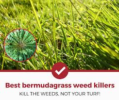 We'll review the issue and make a. Top 4 Best Weed Killers For Bermuda Grass 2021 Review Pest Strategies
