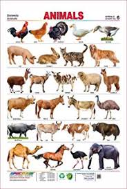 Spectrum Pre School Kids Learning Poster Educational Wild