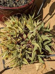 Image result for Ledebouria Unidentified sp. no3.