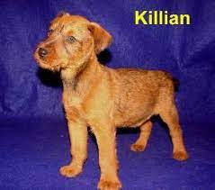 Irish Terrier Puppies For Sale