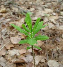 Image result for Daphne mezereum