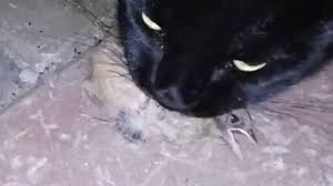 My cat liked meowing as well. Cat Kills And Eats Cute Baby Bird Youtube