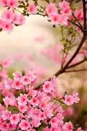 Unduh dan gunakan 90.000+ foto stok bunga sakura secara gratis. 77 Ide Bunga Sakura Bunga Sakura Bunga Sakura