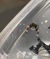 Mama Scarlett's first i6 little boy…. They make my heart so happy I don't  use this page nearly enough- please always remember to stop by the group-  as I'm active there often