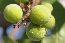 Image result for Pappea capensis