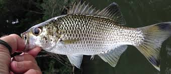 Fish Species Of North Queensland Jungle Perch