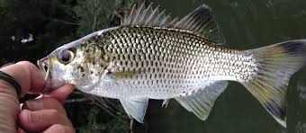 Fish Species Of North Queensland Jungle Perch