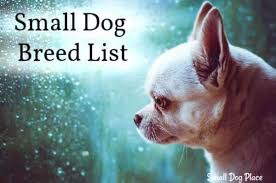 All Small Dog Breed List A Z 90 Tiny Dogs Pictures