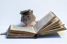 Rat University | Cleveland OH
