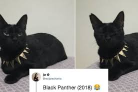 Literally Just Some Hilarious Black Panther Tweets Black Panther Marvel Cinematic Marvel Movies