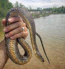 A Chunky Northern Watersnake That Had A Huge Meal In Its Belly Northern Watersnake Nerodia Sipedon Beardedbiologi Belly Instagram Reptiles And Amphibians