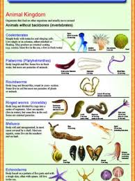 Human Brain Anatomy Iqbal Scientific Store