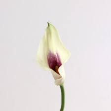 Maybe you would like to learn more about one of these? Wholesale Flowers Kittelberger Florist Rochester Webster Ny