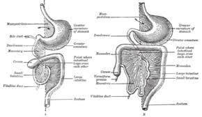 The peritoneum is the serous membrane forming the lining of the abdominal cavity or coelom in amniotes and some invertebrates, such as annelids. Omento Wikipedia A Enciclopedia Livre
