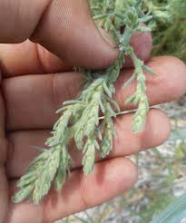 Image result for Sericostachys