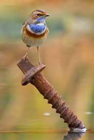 Bird With No Feathers On Neck Bluethroat Beautiful Birds Birds Pretty Birds