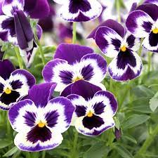 4 Reasons To Plant Your Pansies Early Pansies Flowers Pansies Edible Flowers