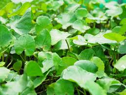 Image result for Hydrocotyle sibthorpioides