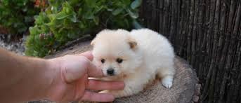 Promo fin d'année, régler en 5 fois sans frais. Spitz Nain Blanc Loulous De Pomeranie Acheter Spitz Nain