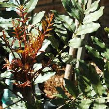 Image result for Ekebergia