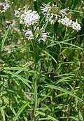 Image result for Asclepias buchwaldii