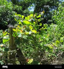 Image result for Rhoicissus tomentosa