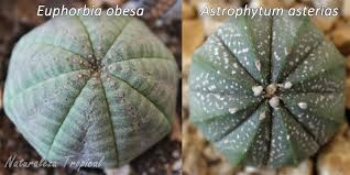 6:59 mundo del agro 27 152 просмотра. Mi Planta Es Un Cactus U Otra Planta Suculenta Aprende A Reconocerla