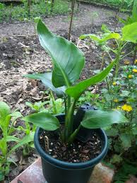 Image result for Strelitzia nicolai