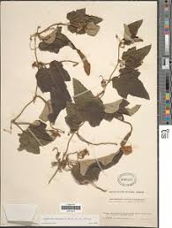 Image result for Lagenaria abyssinica