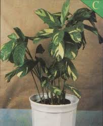 Image result for Ktenante Ctenanthe