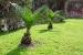 Types Of Palm Trees