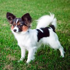 Papillon dog

