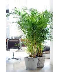10 Fuss Free House Plants That Clean The Air Living Room Plants Big Indoor Plants Easy Care Indoor Plants