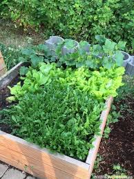 Hochbeet Fullen Pflegen Und Bepflanzen Plants Garden