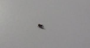 Identification Petit Insecte Noire Dans Cuisine