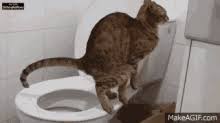 This is my ocicat/munchkin hybrid pooping in the toilet. Cat Toilet Gifs Tenor