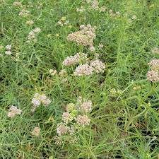 Image result for Asclepias longissima
