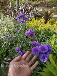 Maybe you would like to learn more about one of these? Jual Tanaman Hias Aster Pikok Bunga Aster Pikok Ungu Di Lapak D Flora Bukalapak