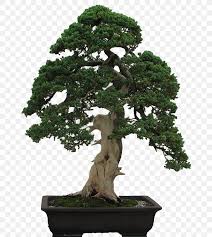 Maybe you would like to learn more about one of these? Carmona Retusa Fukien Tea Seeds Prospeedtest Pl