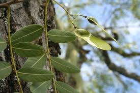 Image result for Fabaceae subfamily Caesalpinioideae