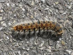 Des traitements sont nécessaires pour mettre fin à la prolifération des chenilles processionnaires. Lutte Contre La Chenille Processionnaire Du Chene Thouare Sur Loire