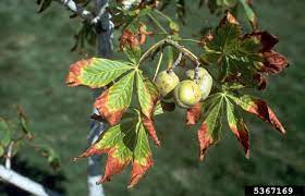 Maybe you would like to learn more about one of these? Sunscald On Ohio Buckeye Aesculus Glabra 5367169