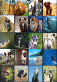 animals picture reveal game animal games animal pictures animals