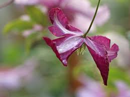 Toxic to dogs, cats, horses. Clematis Little Butterfly Clematis Viticella Little Butterfly Baumschule Horstmann