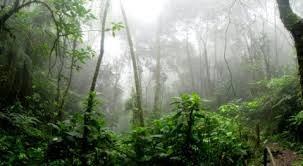 If you ask a lot of people, most of them could not give a straight answer to the. Nikin The 10 Largest Forests In The World Nikin Eu