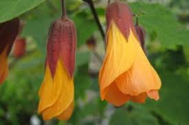 Image result for Afroligusticum