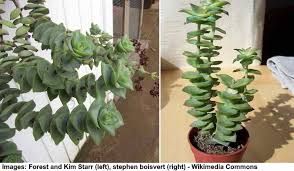 Succulents love light and need about six hours of sun per day, depending on the type of succulent. Hanging Succulents Trailing Succulents For Hanging Basket Pictures
