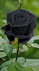 Pin By Riham Mohammed On Cvetok Beautiful Rose Flowers Beautiful Flowers Photos Black Rose Flower